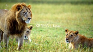 Kenya_Lions